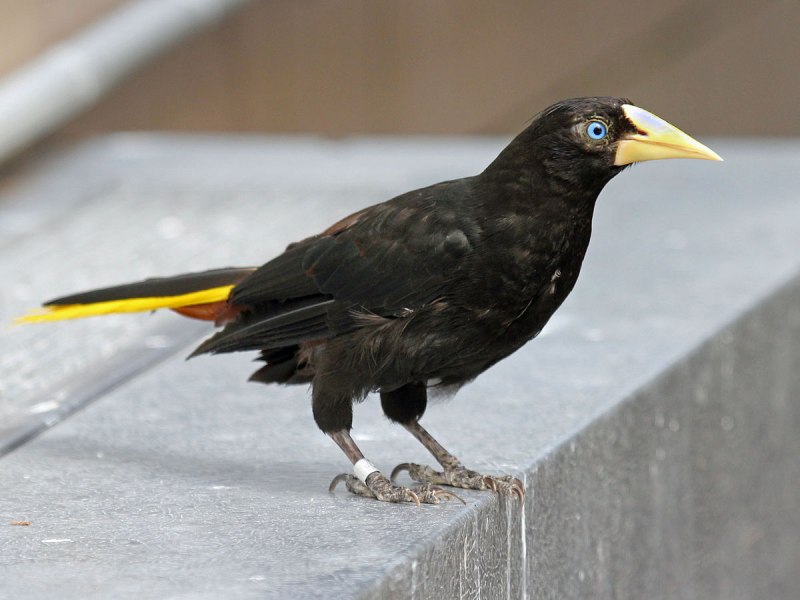 Crested Oropendola