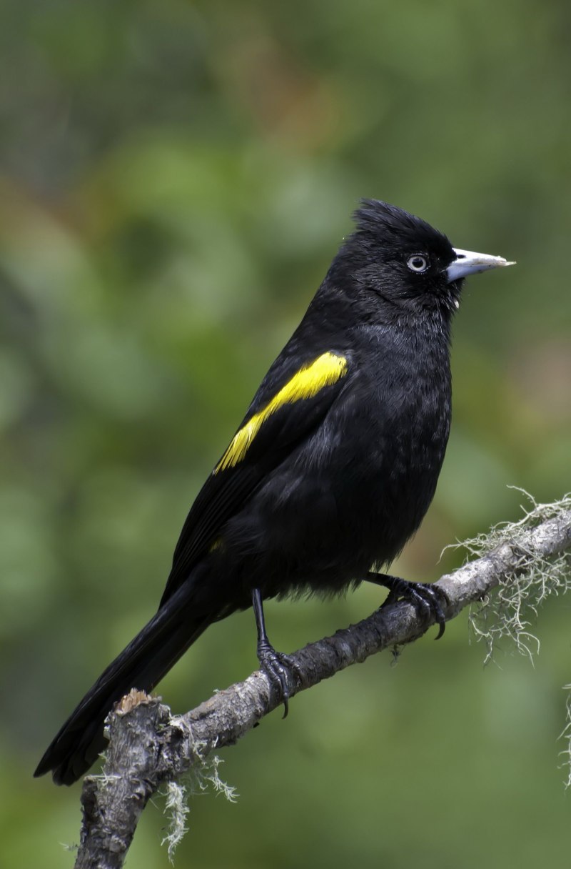 Platysmurus leucopterus