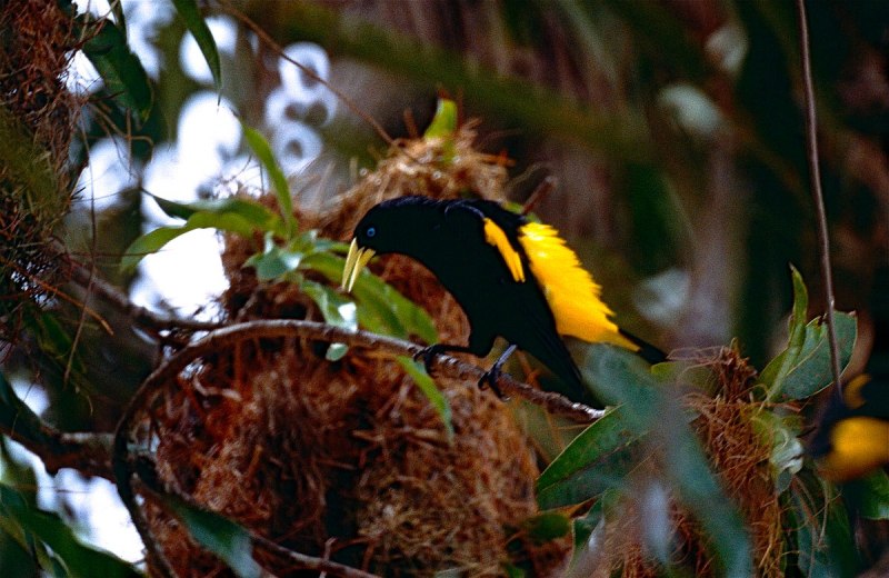 Top 17: Cacicus SP.