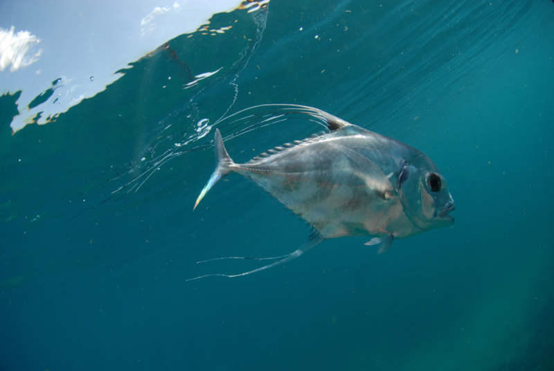 African Pompano Fish вектор фото PNG