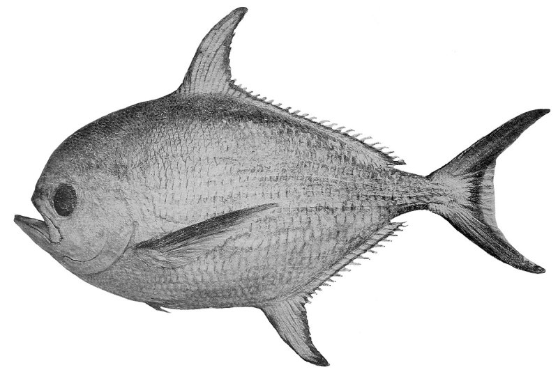 Морской лещ