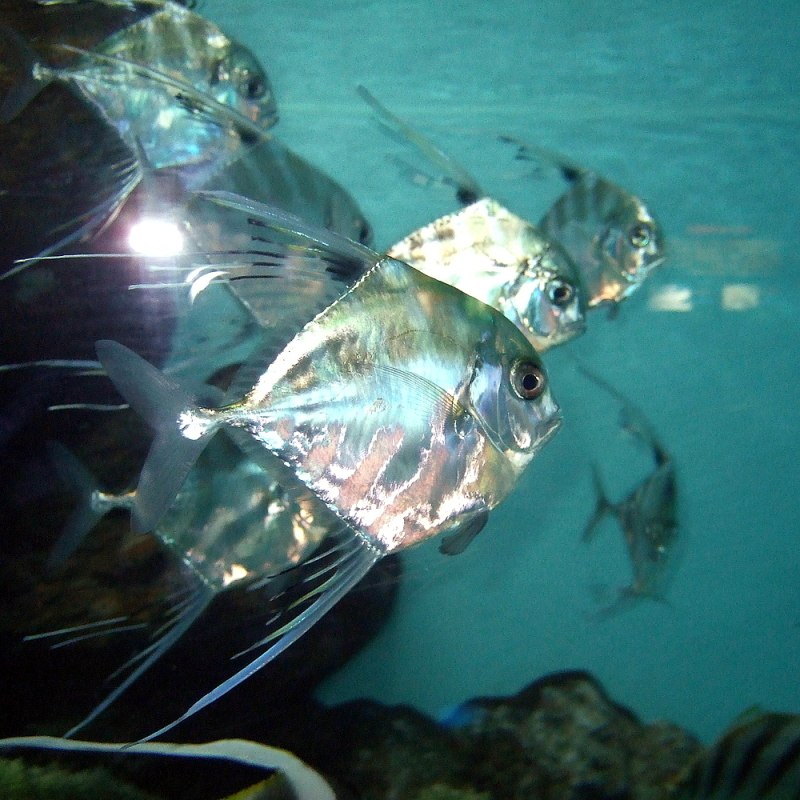 Alectis indicus