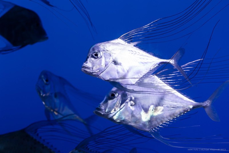 Threadfin Trevally coocking