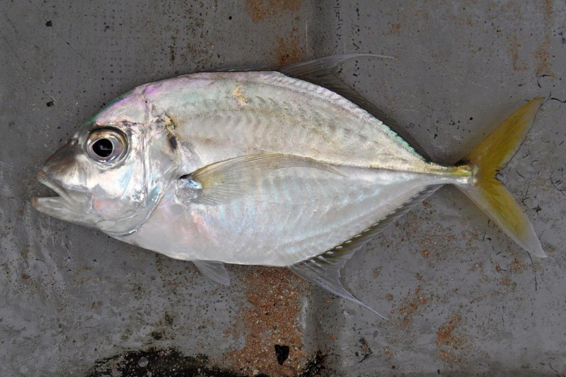 Carangoides chrysophrys