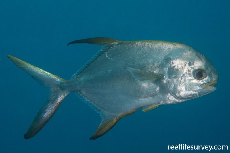 Trachinotus blochii