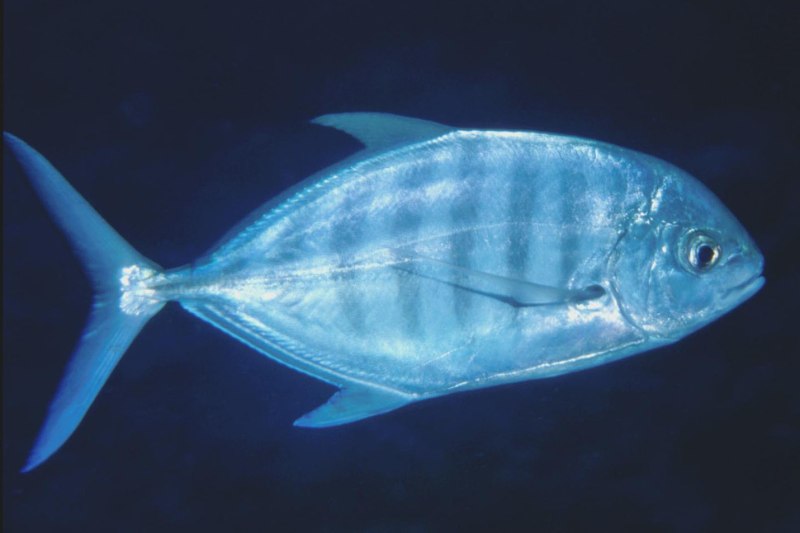 Blue Trevally