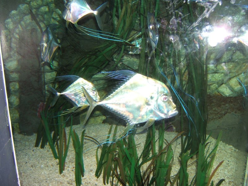 Alectis indicus
