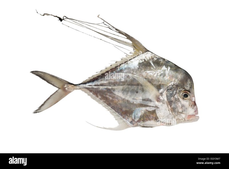 Alectis ciliaris