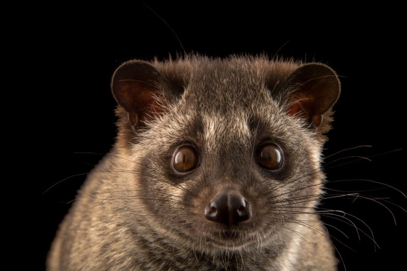 Paradoxurus Hermaphroditus