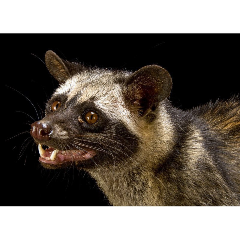Paradoxurus Hermaphroditus