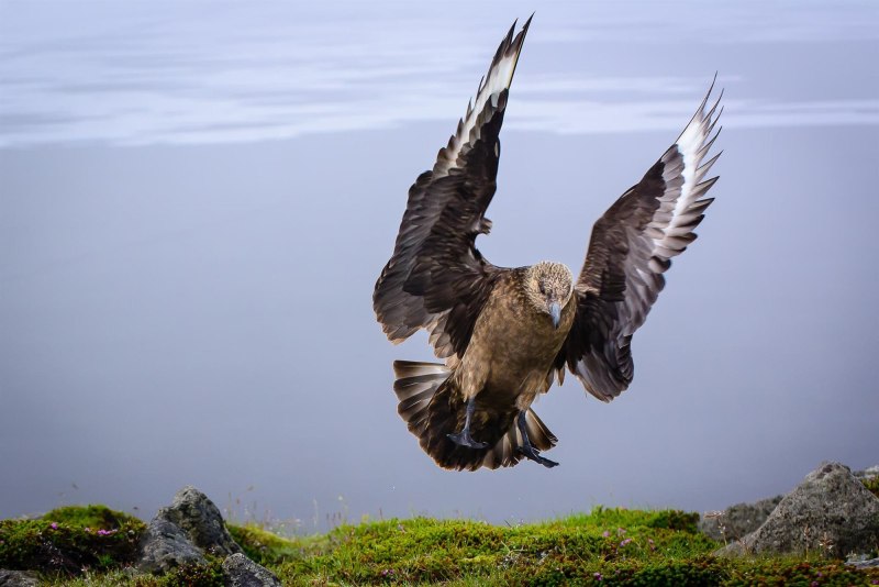 Большой поморник, Stercorarius Skua