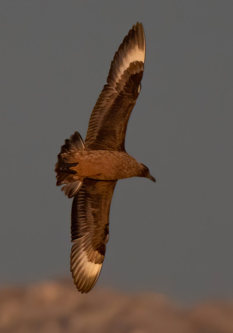 Большой поморник, Stercorarius Skua