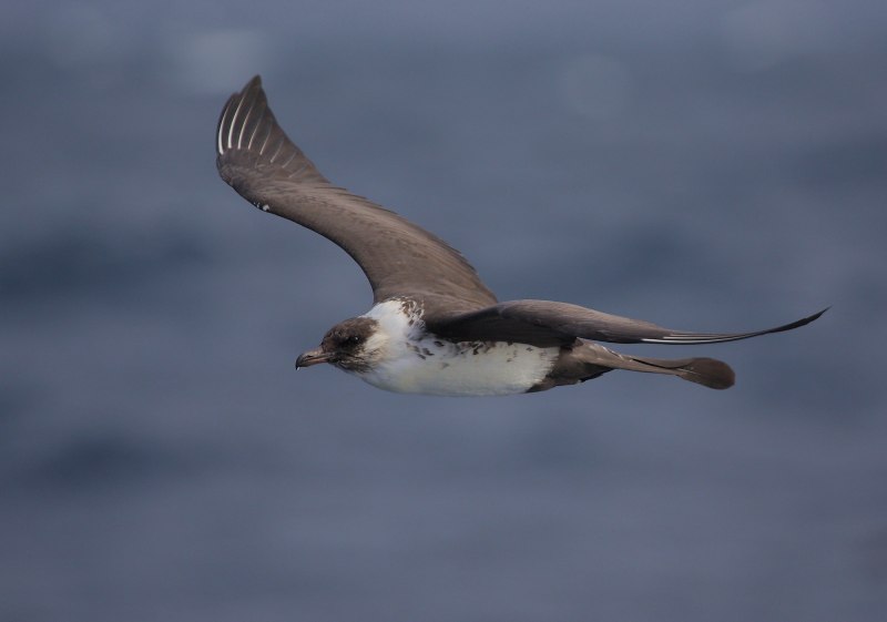 Galapagos Skua