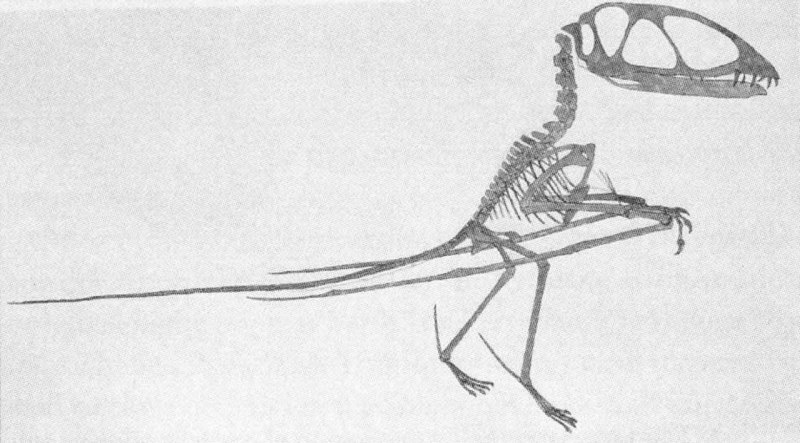 Dimorphodon Seeley 1901