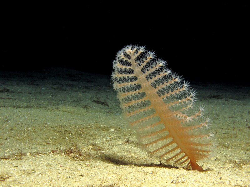 Морское перо (Cavernularia obesa)