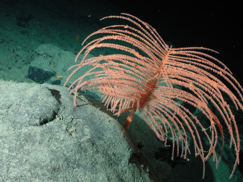 Морское перо (Cavernularia obesa)