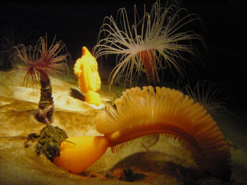 Коралловые полипы морские перья