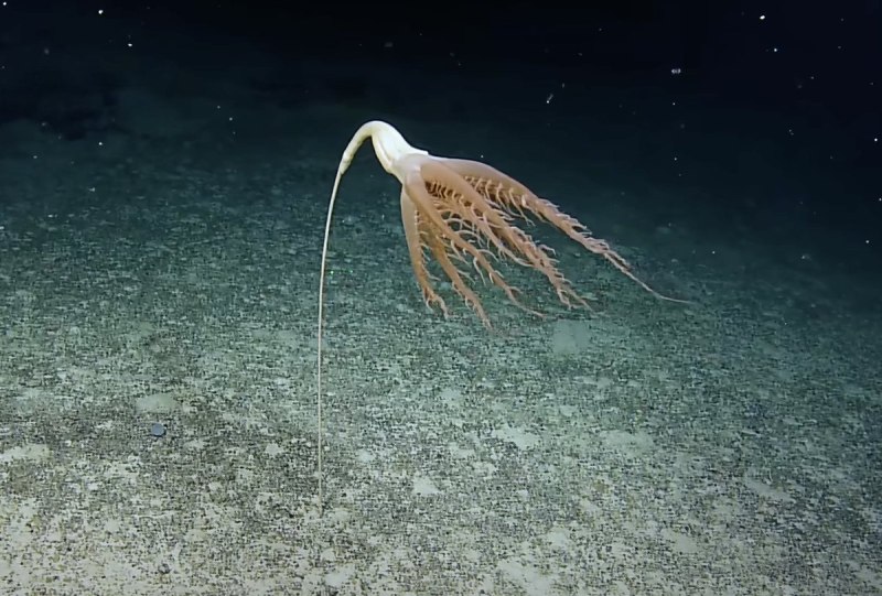 Морские существа
