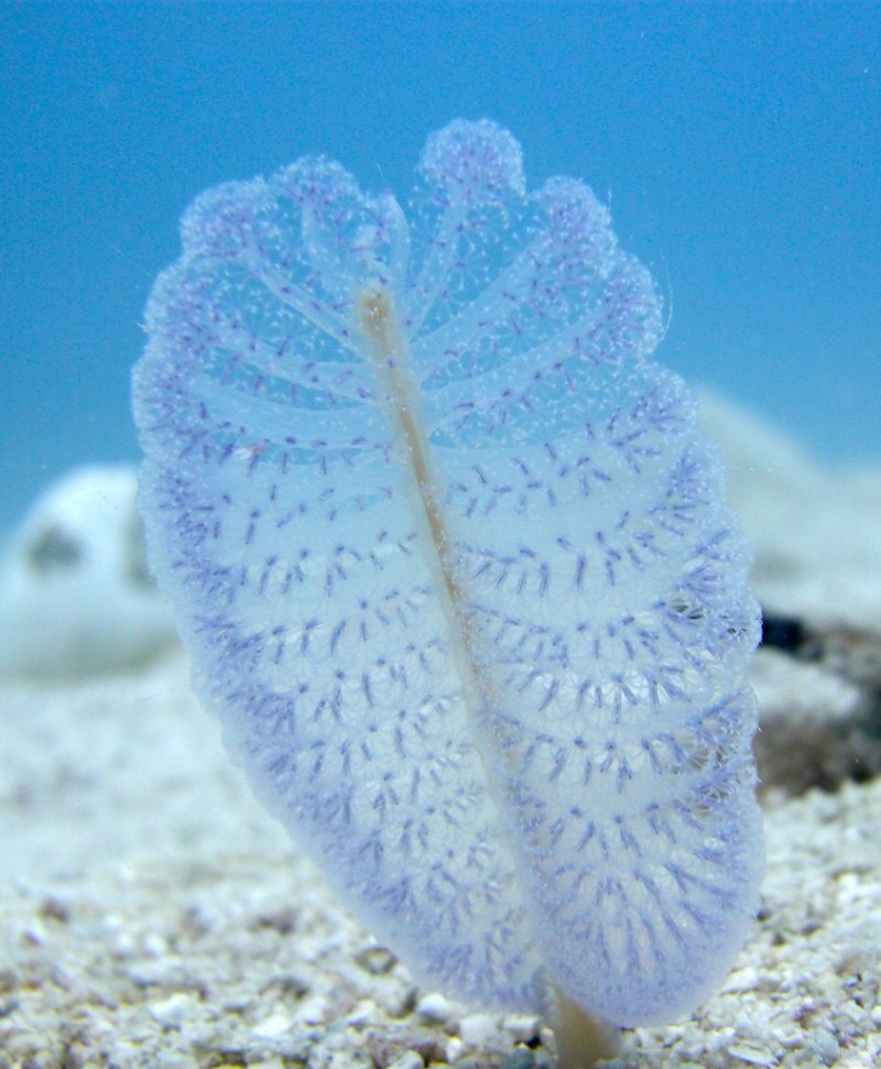 Морское перо (Cavernularia obesa)