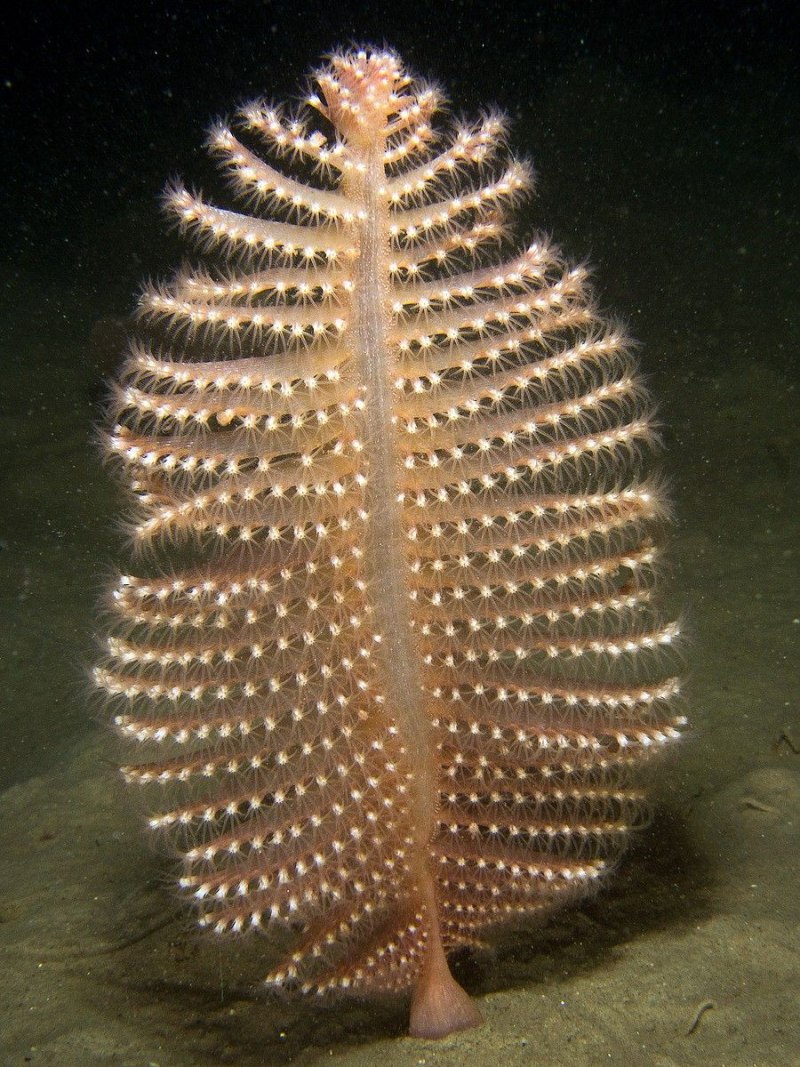 Морское перо (Cavernularia obesa)
