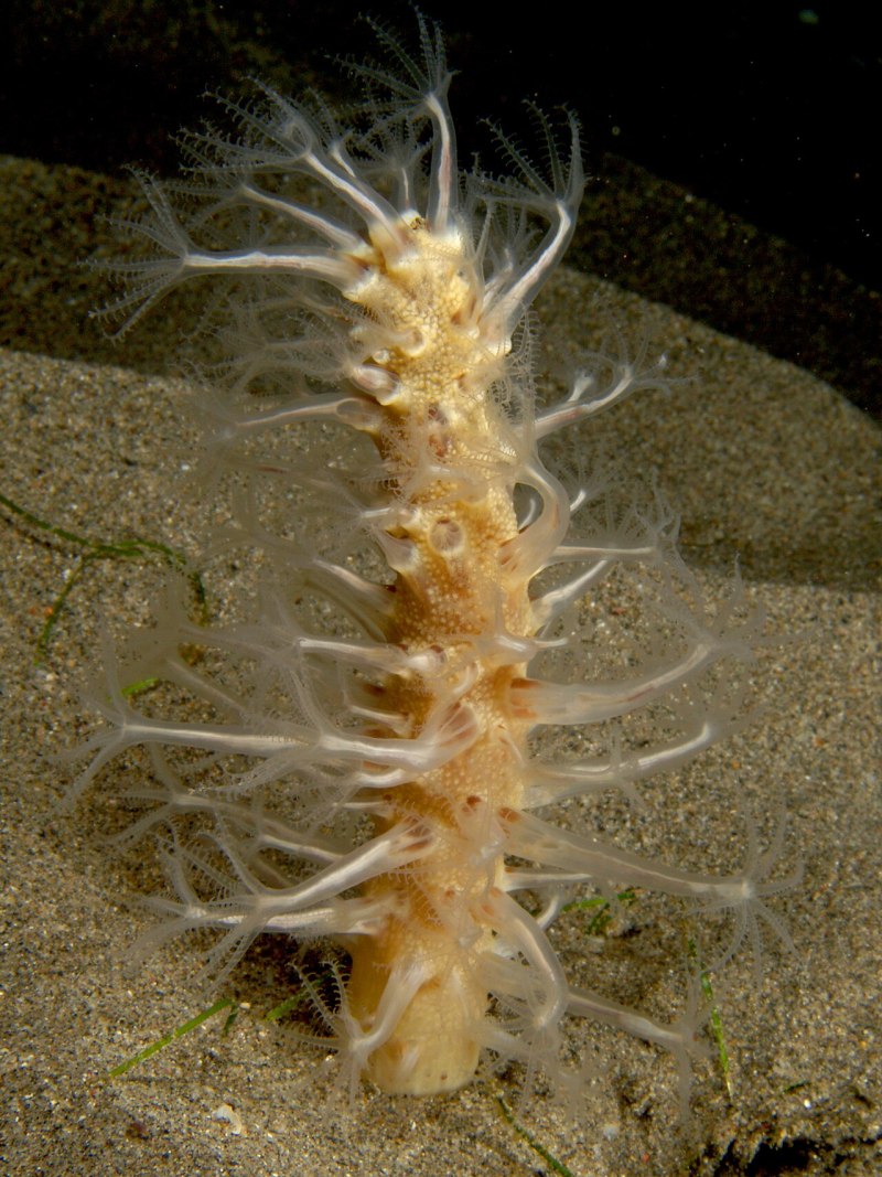Коралловые полипы морские перья