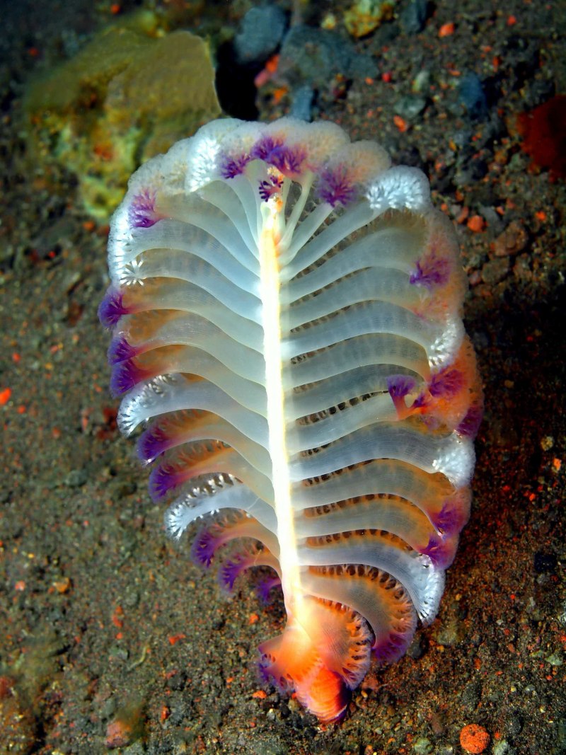 Коралловые полипы морские перья