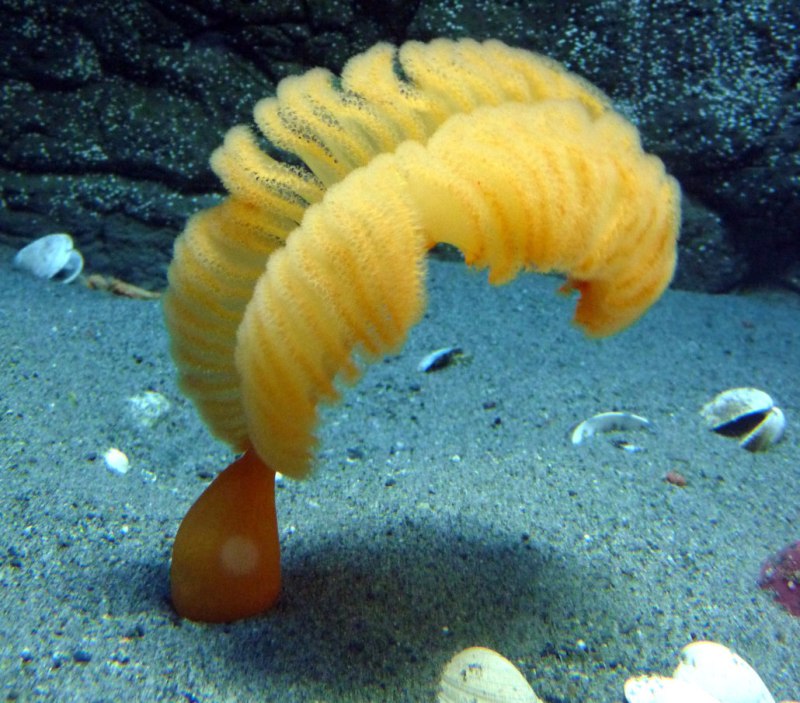Морское перо коралл