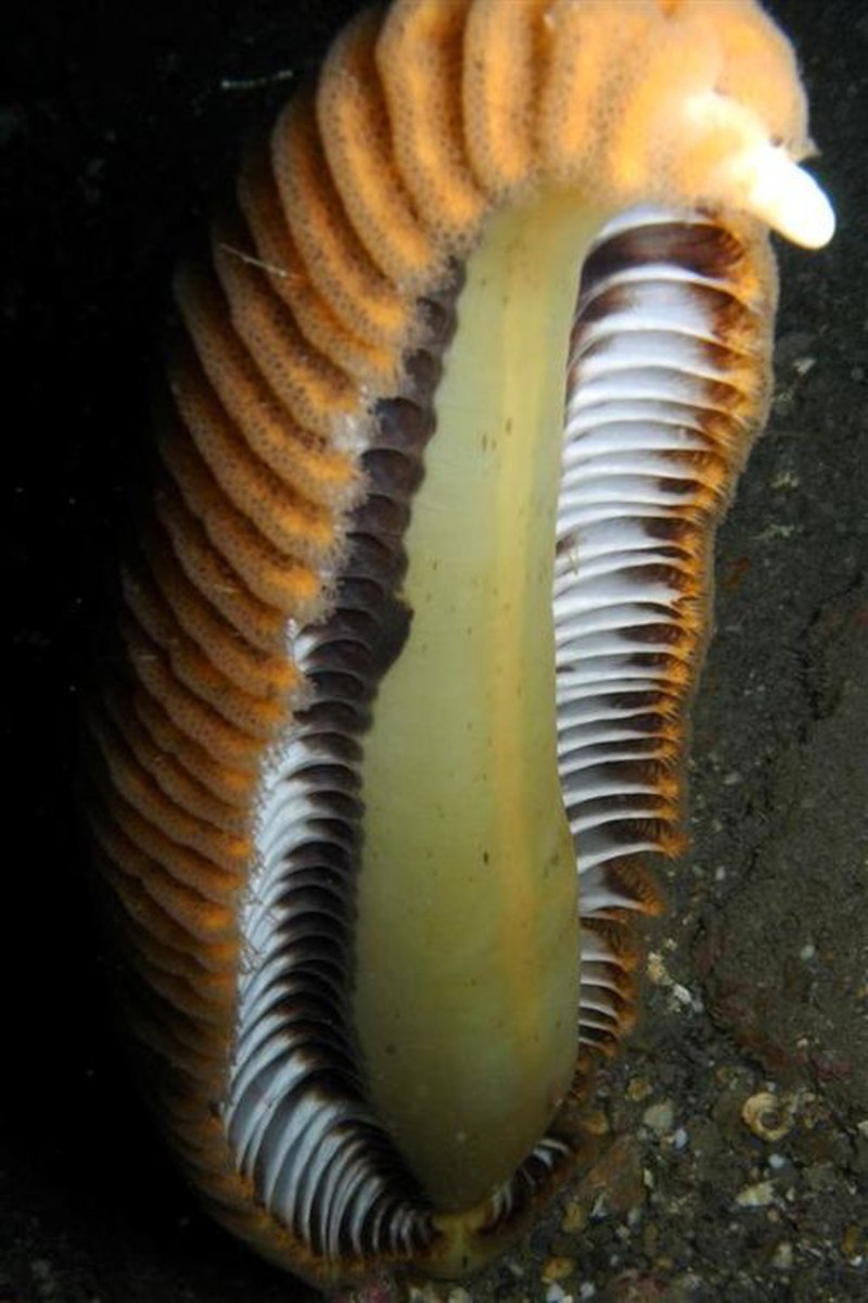 Морское перо (Cavernularia obesa)