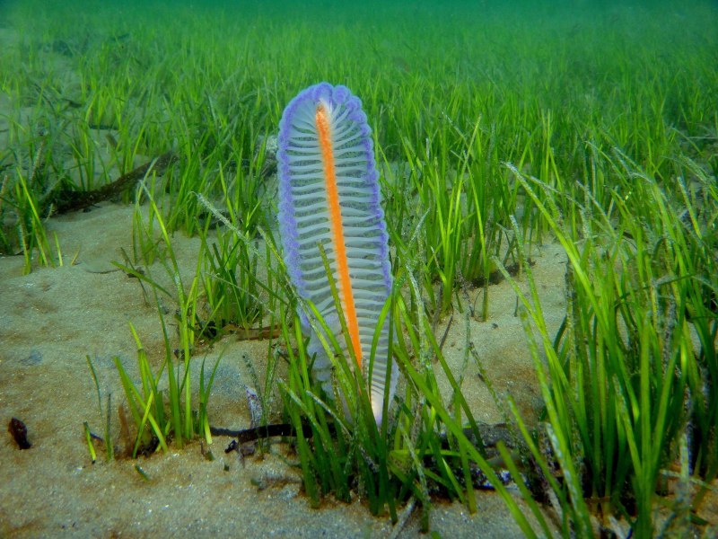 Морские перья (Pennatularia)