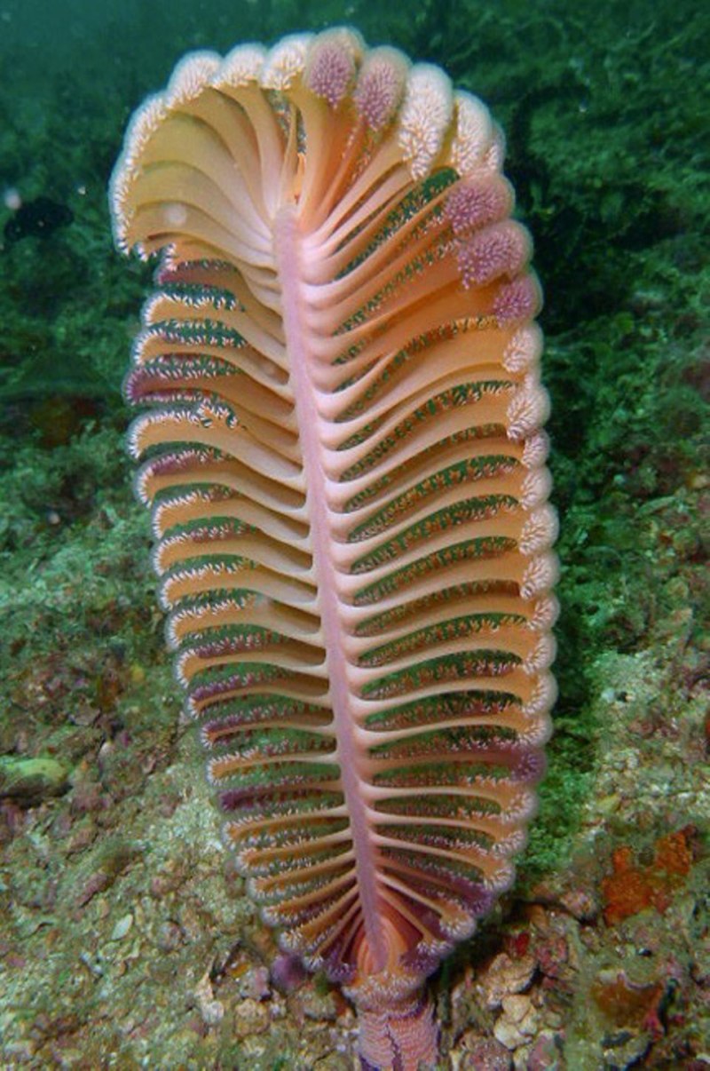 Морское перо (Cavernularia obesa)