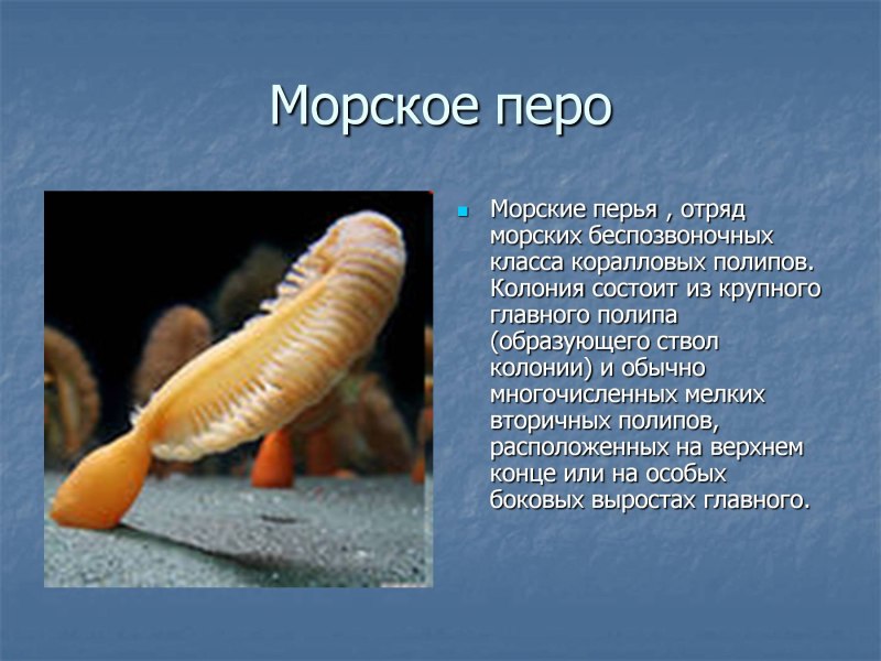 Кишечнополостные коралловые Морское перо