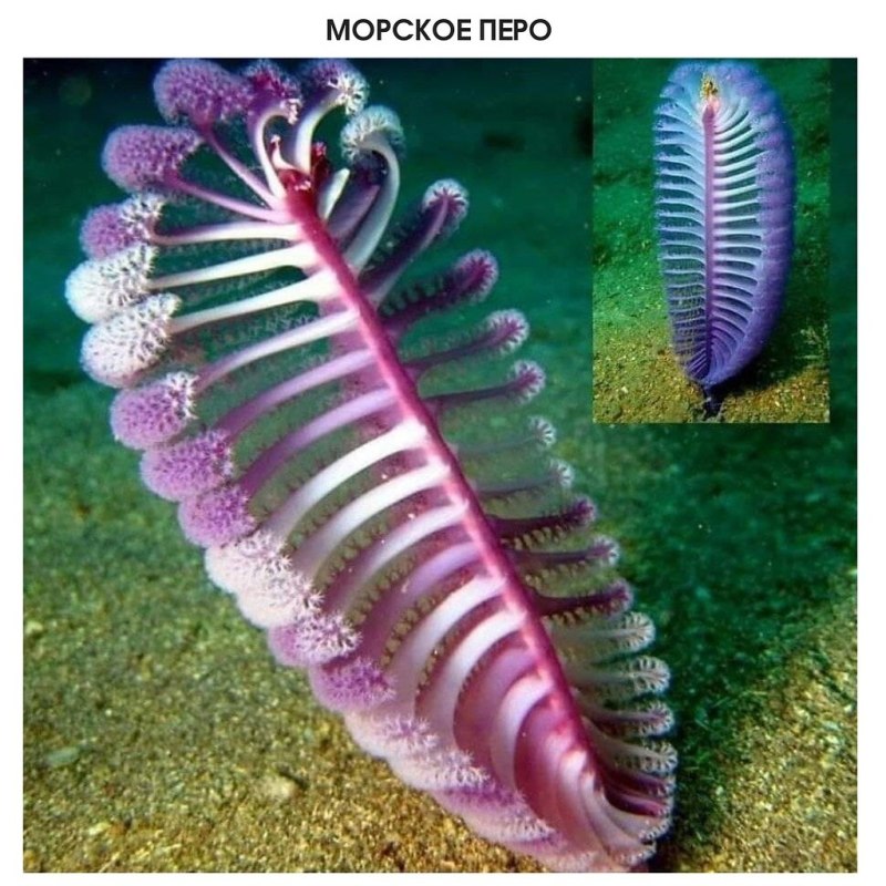 Морское перо коралл полип
