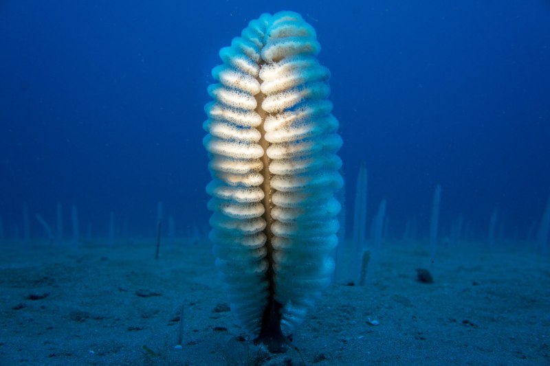 Морское перо (Cavernularia obesa)