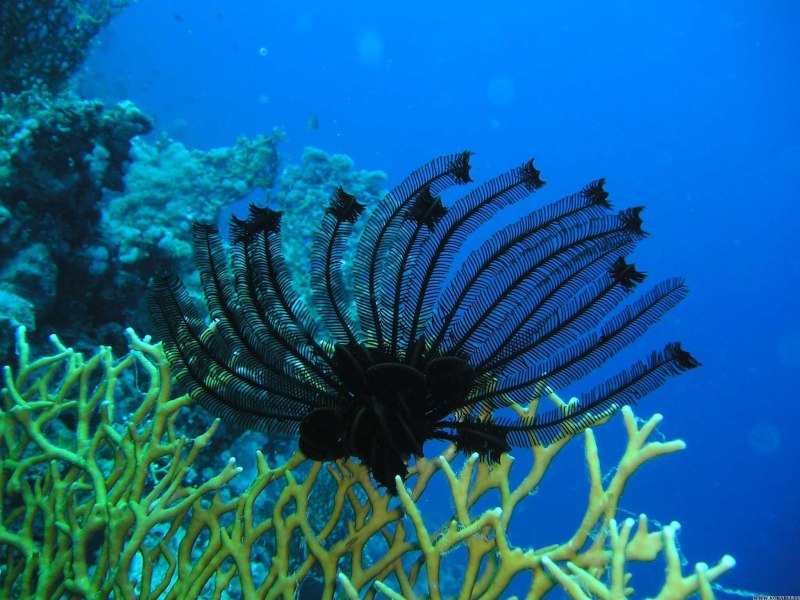 Коралловые полипы морские перья