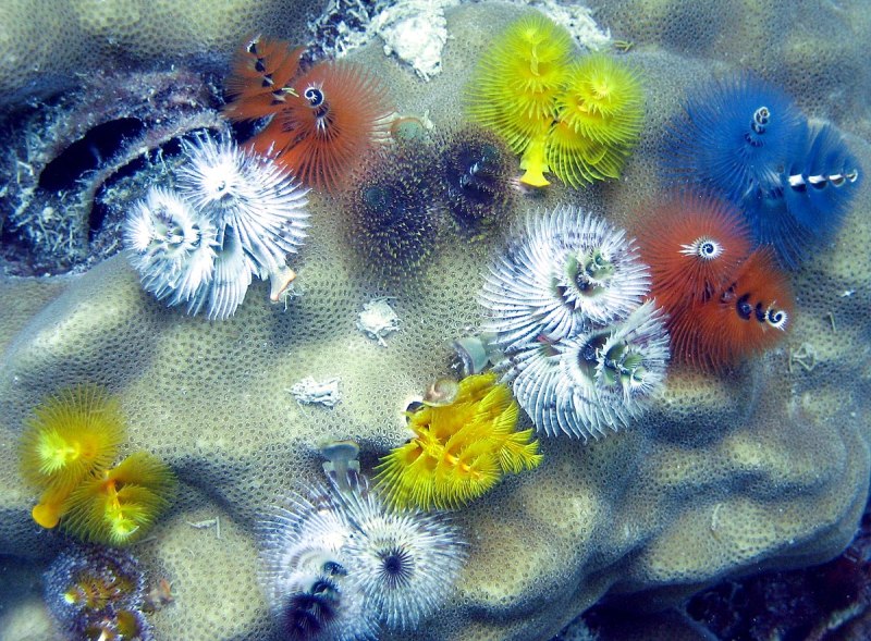 Морское перо