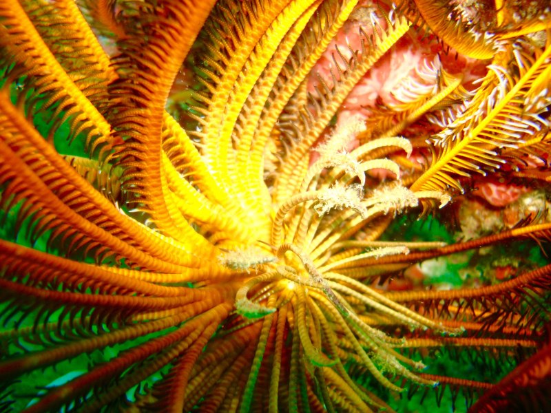 Коралл Морское перо образ жизни