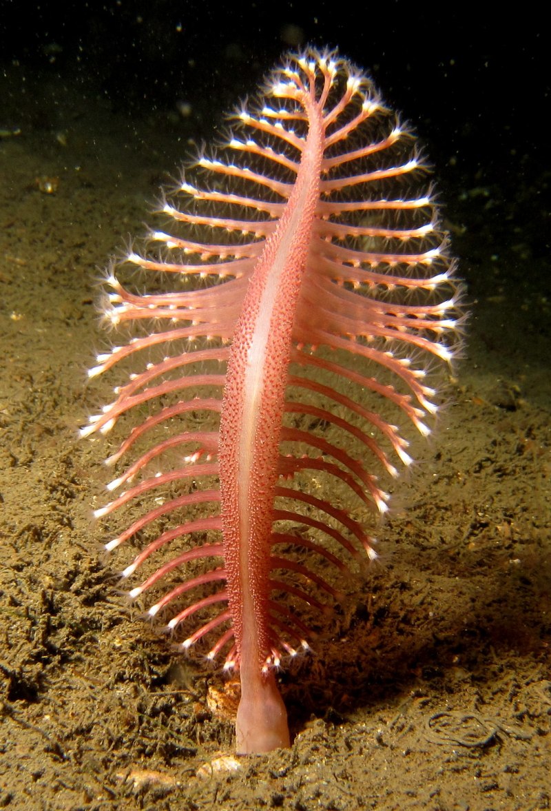 Коралловые полипы морские перья