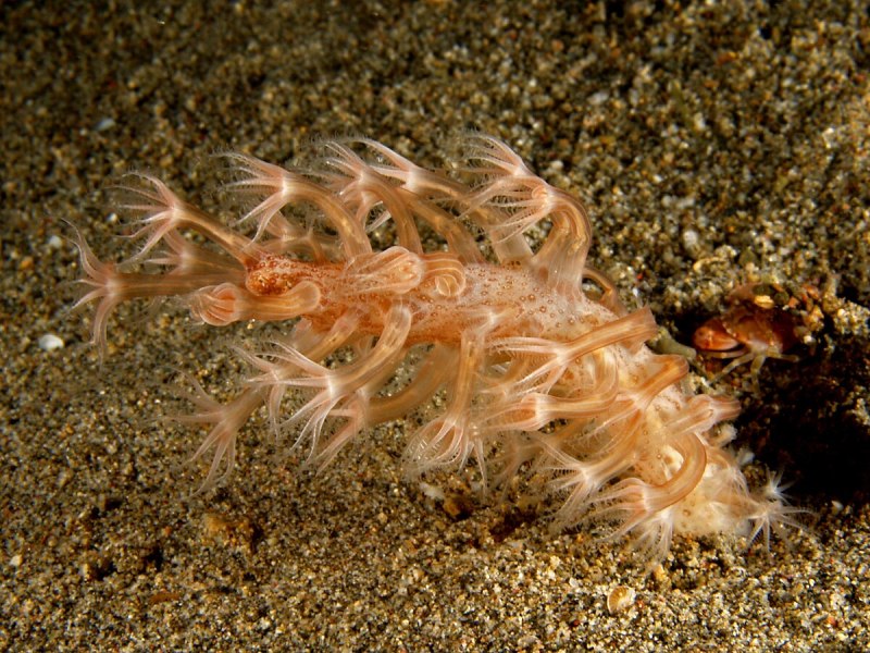 Veretillum cynomurium.