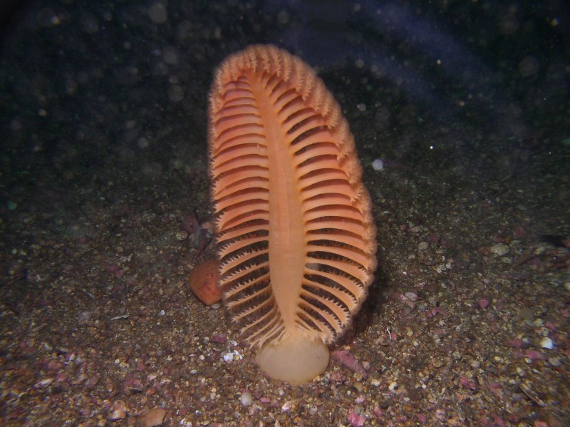 Морские перья (Pennatularia)