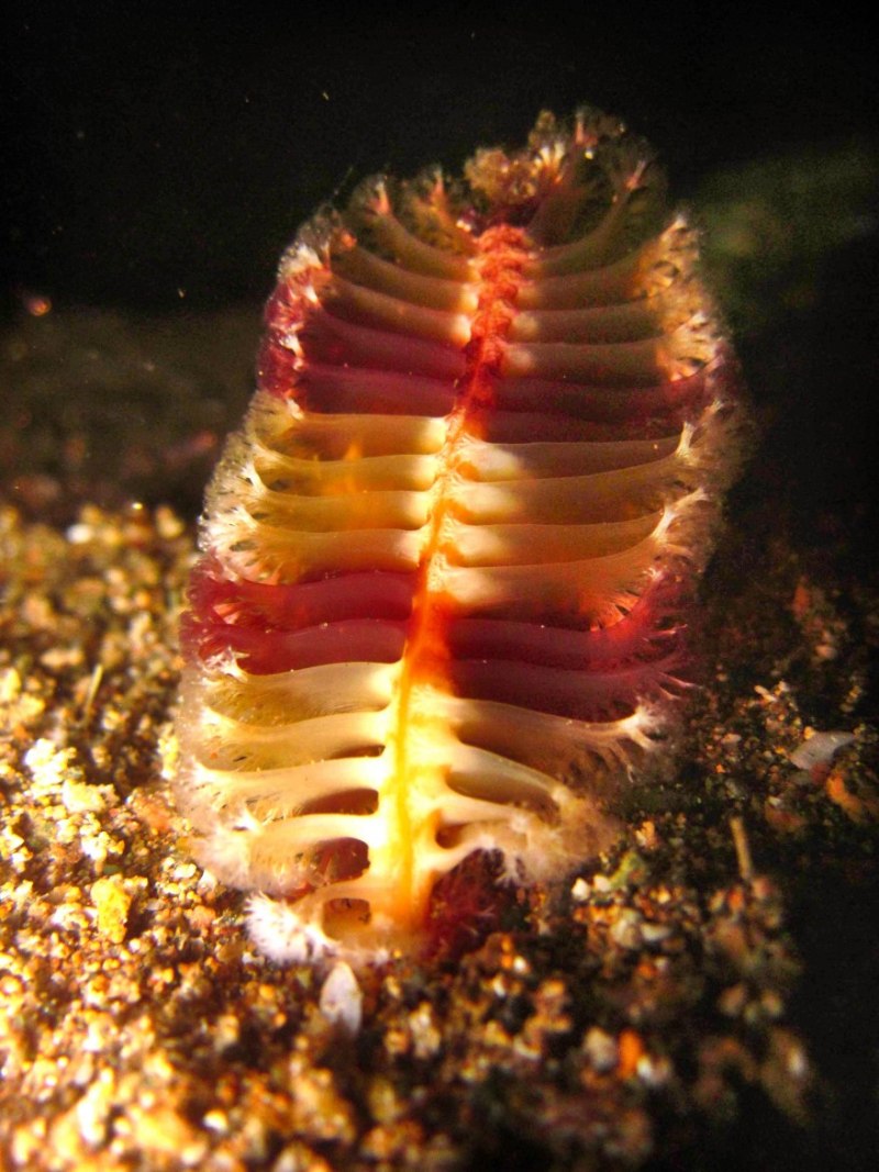 Морское перо (Cavernularia obesa)