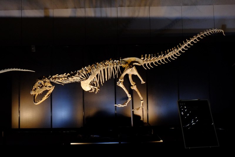 Majungasaurus crenatissimus
