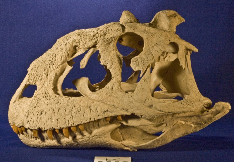 Majungasaurus crenatissimus