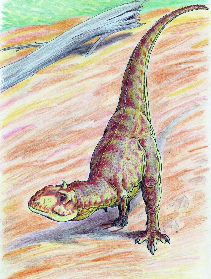 Majungasaurus crenatissimus