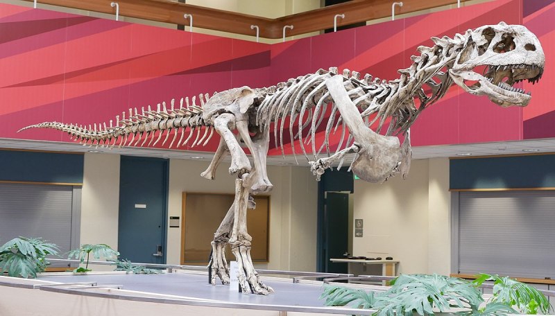 Majungasaurinae