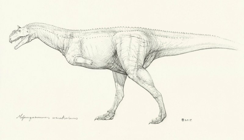 Majungasaurus crenatissimus