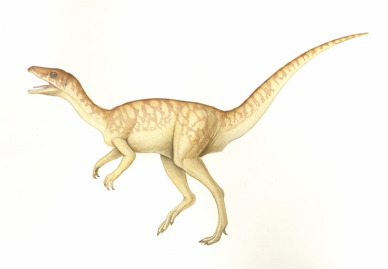 Eoraptor Lunensis
