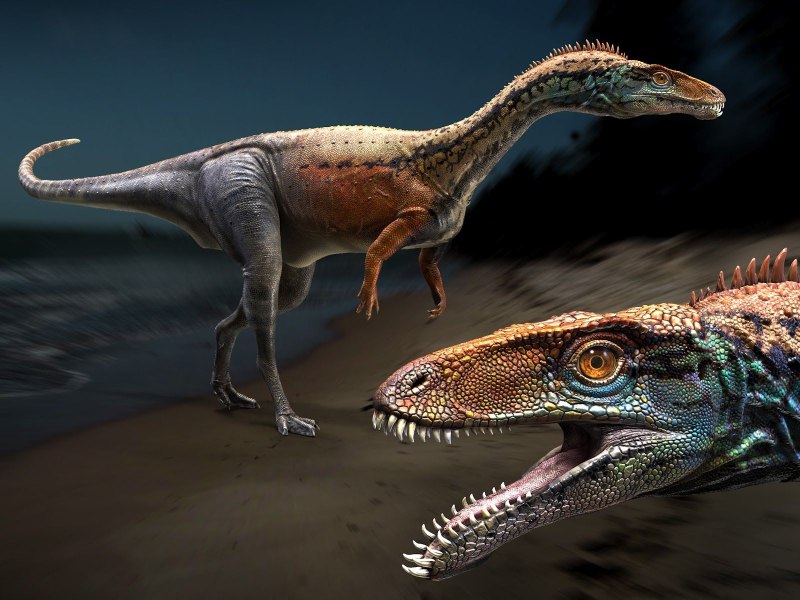 Masiakasaurus KNOPFLERI