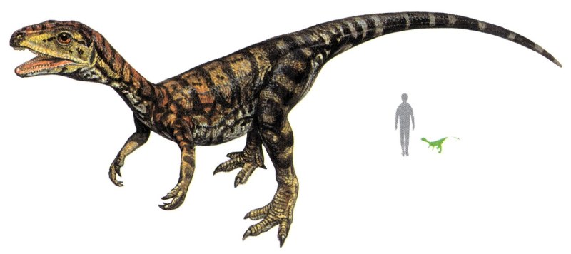 Eoraptor Lunensis