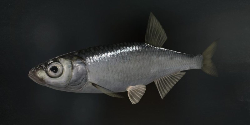 Обыкновенная уклейка Alburnus Alburnus