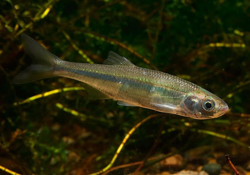 Верховка Leucaspius delineatus